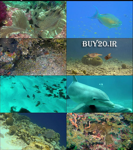 مستند اقیانوس شگفت انگیز Amazing Ocean 2012