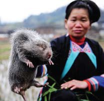 غذای جدید و چندش آور چینی ها رسید! + عکس غذای چندش آور چینی