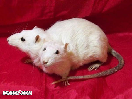 حیوانات دو سر