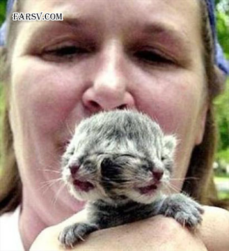 حیوانات دو سر