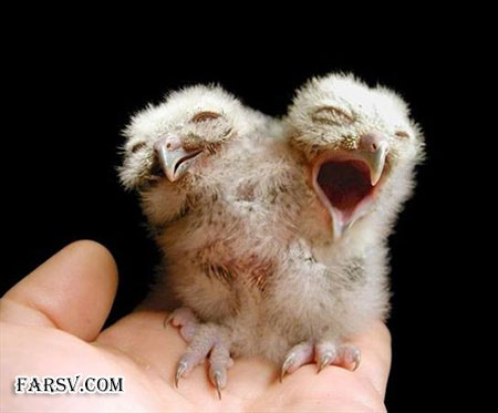 حیوانات دو سر