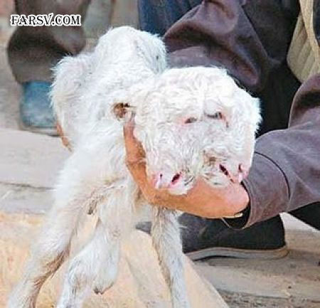 حیوانات دو سر