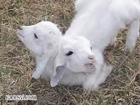 حیوانات دو سر