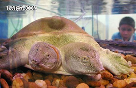 حیوانات دو سر