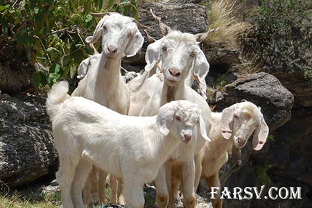 مصاحبه جالب با چوپان دروغگو (طنز)