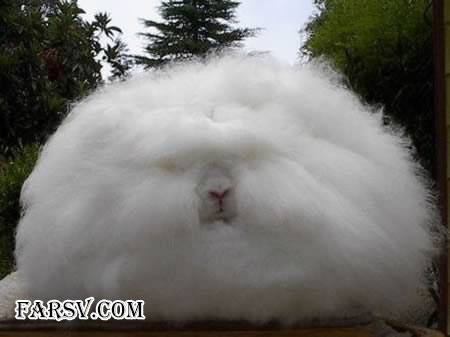 عکس های دیدنی از حیوانات که اصلا فتوشاپی نیستند! حیوانات دیدنی