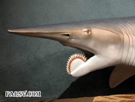 عکس های دیدنی از حیوانات که اصلا فتوشاپی نیستند! حیوانات دیدنی