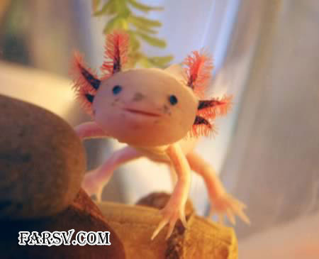 عکس های دیدنی از حیوانات که اصلا فتوشاپی نیستند! حیوانات دیدنی