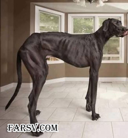 عکس های دیدنی از حیوانات که اصلا فتوشاپی نیستند! حیوانات دیدنی