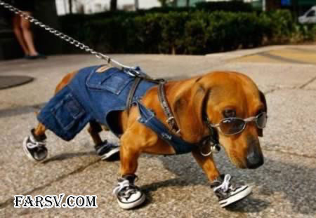 عکس های دیدنی از حیوانات که اصلا فتوشاپی نیستند! حیوانات دیدنی