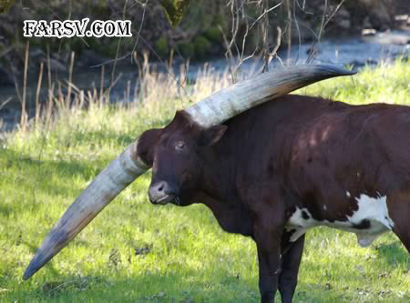 عکس های دیدنی از حیوانات که اصلا فتوشاپی نیستند! حیوانات دیدنی