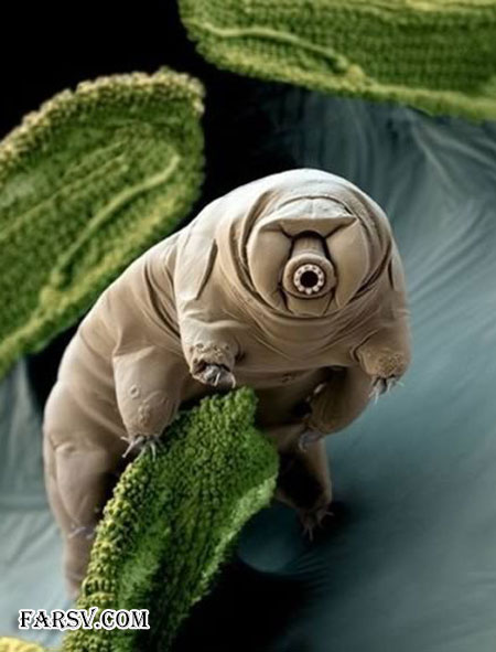 عکس های دیدنی از حیوانات که اصلا فتوشاپی نیستند! حیوانات دیدنی