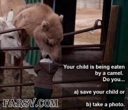 عکس خوردن کله کودک توسط شتر