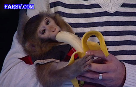 میمون فضانورد ایرانی