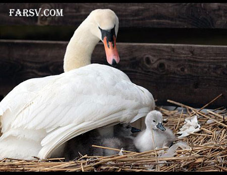 عکس های خانوادگی