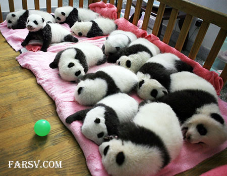 عکس های خانوادگی