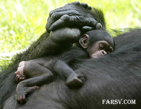 عکس های خانوادگی