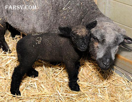 عکس های خانوادگی