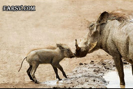 عکس های خانوادگی