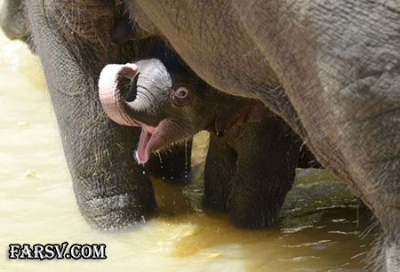 عکس های خانوادگی