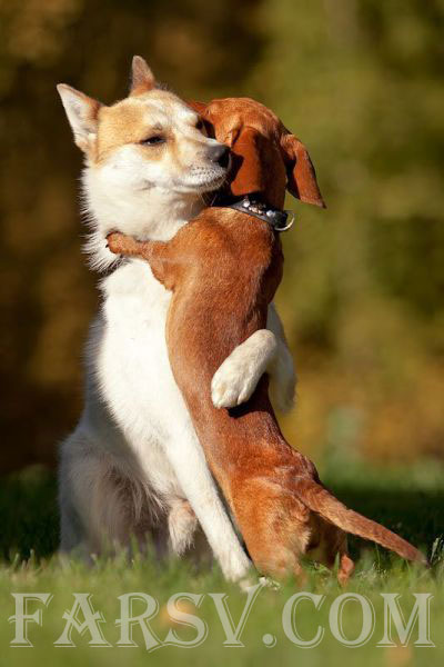 دید و بوسی حیوانات