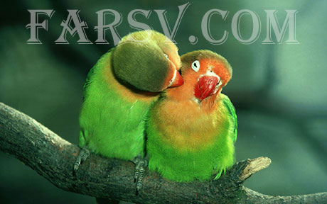 دید و بوسی حیوانات