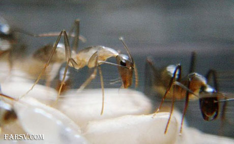 لحظه تولد مورچه