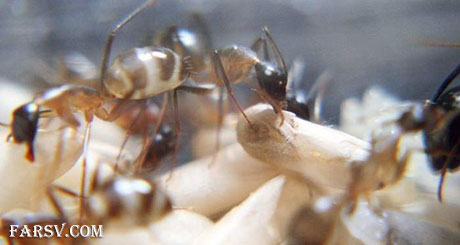 لحظه تولد مورچه