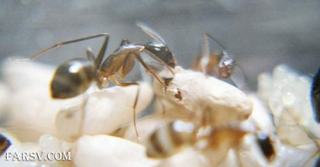 لحظه تولد مورچه