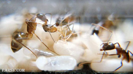 لحظه تولد مورچه