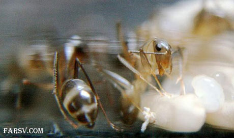 لحظه تولد مورچه