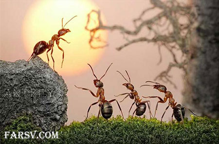 عکس های دیدنی از لحظه به دنیا آمدن مورچه ها لحظه به دنیا آمدن مورچه