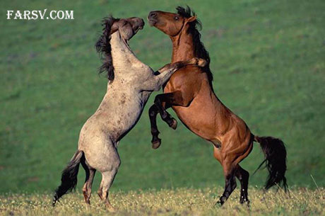 نتیجه جفت&zwnj;گیری اسب و گورخر