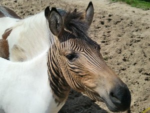 نتیجه ازدواج اسب و گورخر! + تصاویر نتیجه جفتگیری اسب و گورخر