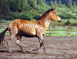 نتیجه ازدواج اسب و گورخر! + تصاویر نتیجه جفتگیری اسب و گورخر