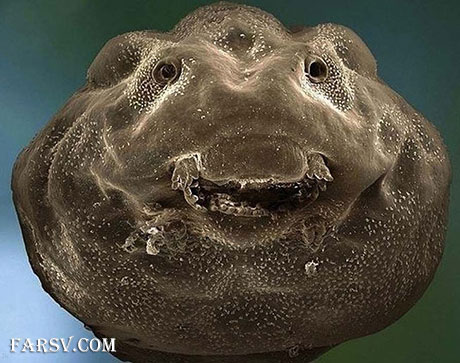 بچه قورباغه