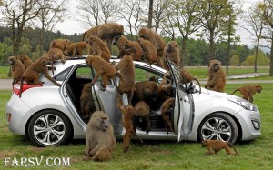 میمون ها و ماشینشان