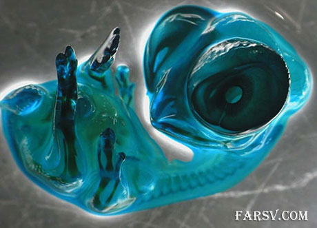 عکس جنین مرغ