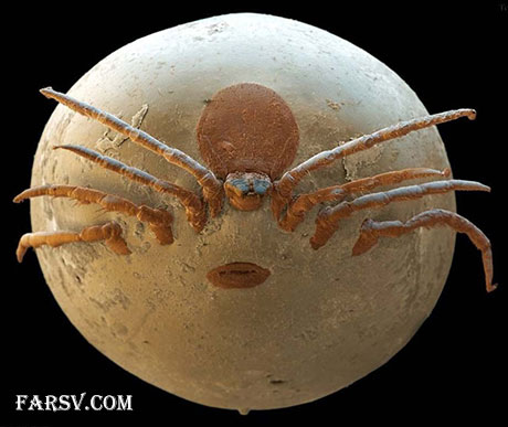 موریانه جنگلی