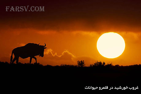 غروب خورشید در قلمرو حیوانات
