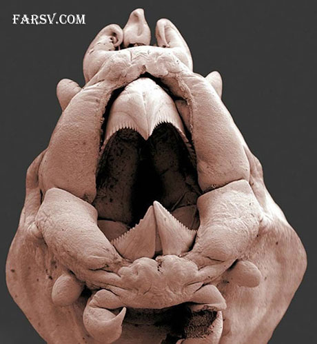 کرم های دریایی
