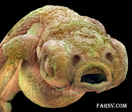 جنین ماهی زبرا