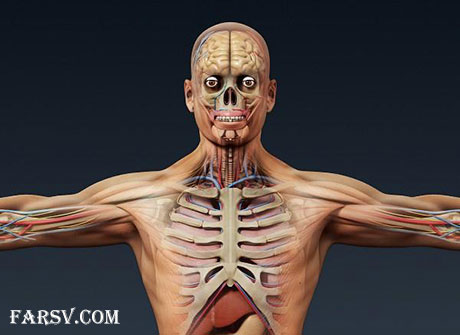 نا سپاس ترین اندام انسان