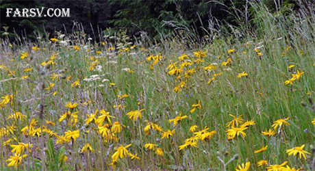 تنباکوی کوهی