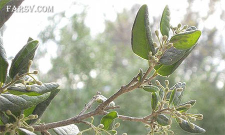 خواص گیاهان دارویی