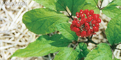 خواص گیاهان دارویی