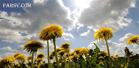 خواص دارویی گیاهان