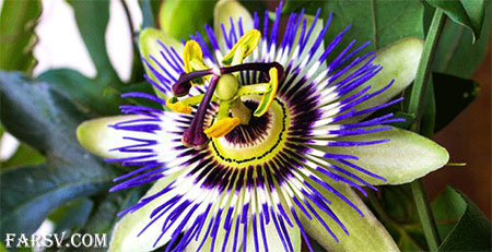 خواص دارویی گیاهان