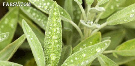 خواص دارویی گیاهان