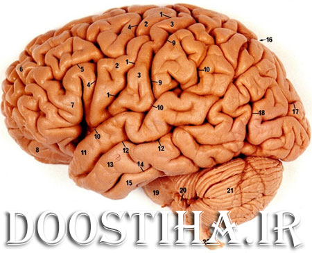 تست هوش و سن مغز